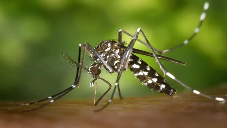 ( Mosquito)