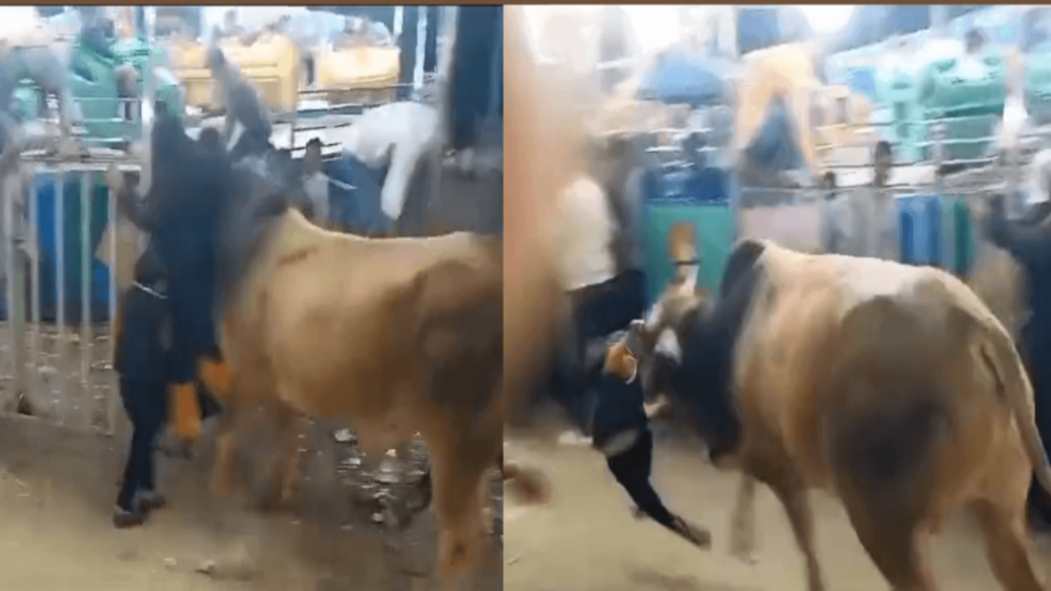 Bull Attack